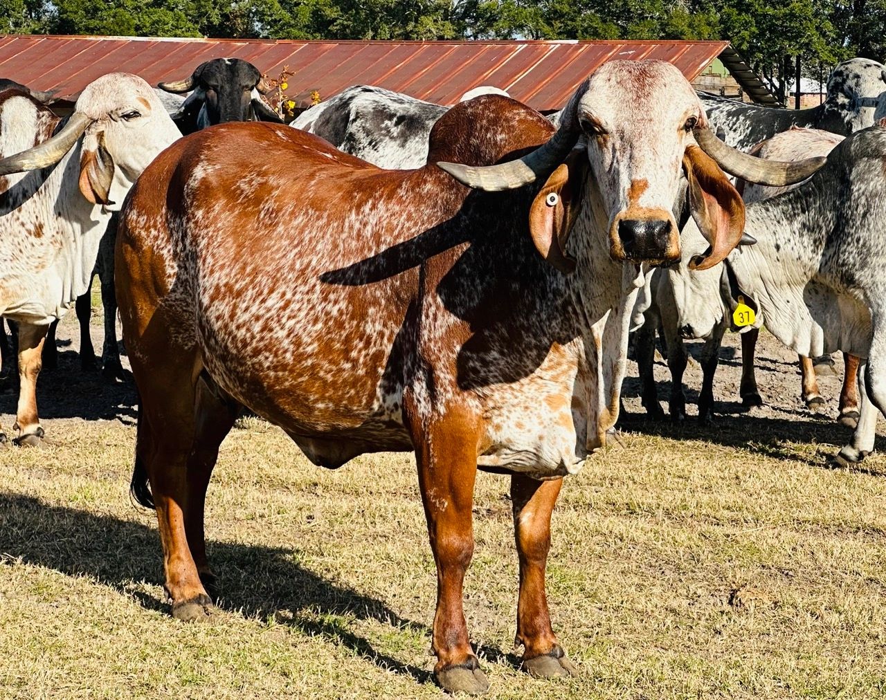 Gyr Cattle For sale Gir Cattle Gyr calf for sale Gir Calf